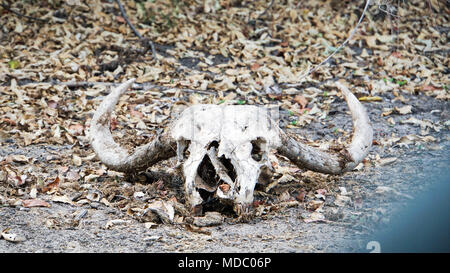 Cranio di Buffalo con grandi corna in Tanazia / Africa Foto Stock