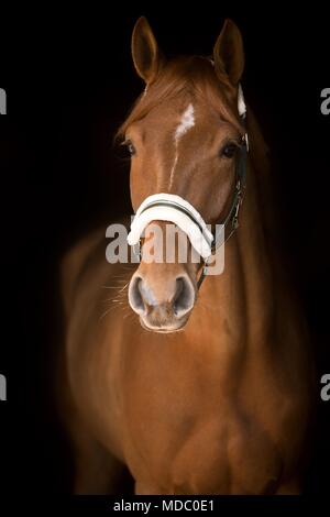 Fox a cavallo con strette blaze, cuneo star, con halter, animale ritratto su sfondo nero, studio shot Foto Stock