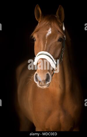 Fox a cavallo con strette blaze, cuneo star, con halter, animale ritratto su sfondo nero, studio shot Foto Stock