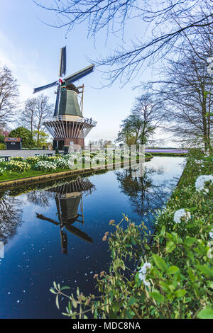 Il mulino a vento e tulipani in giardini Keukenhof. Lisse, South Holland provincia, Paesi Bassi Foto Stock