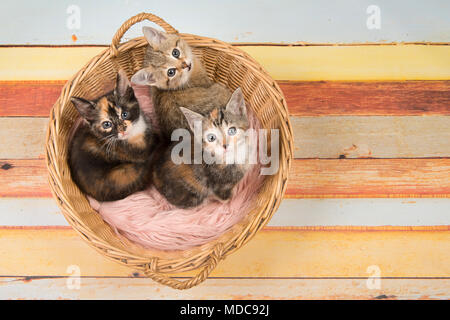 Tre simpatici baby gatto gattini in un cesto di vimini cercando visto da un elevato angolo di visione su un multi color pastello sullo sfondo di legno Foto Stock