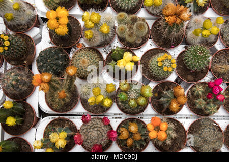 Il cactus fioriti in vendita nel negozio Foto Stock