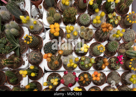 Il cactus fioriti in vendita nel negozio Foto Stock