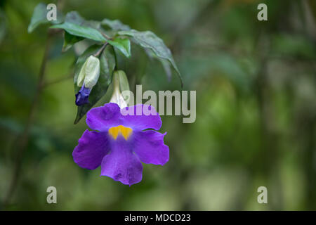 Bush Clockvine o King's mantello [Thunbergia Erecta]. Barbados Giardino Botanico. Foto Stock