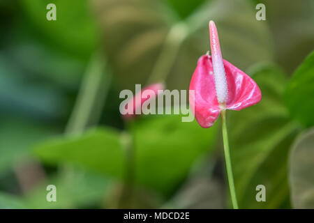 Anthurium Lily. [Anthurium Andraeanum]. Barbados Giardino Botanico. Foto Stock