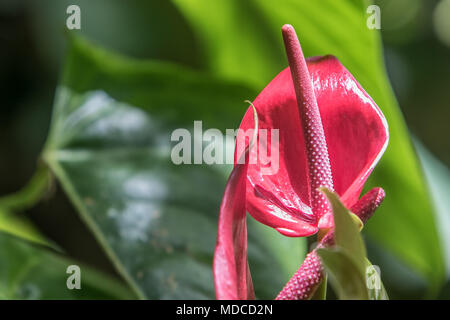 Anthurium Lily. [Anthurium Andraeanum]. Barbados Giardino Botanico. Foto Stock