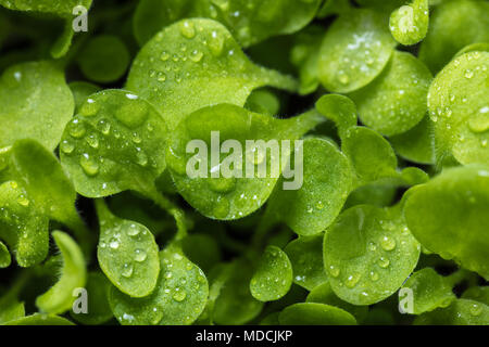 Piante giovani con gocce di acqua sulle foglie Foto Stock