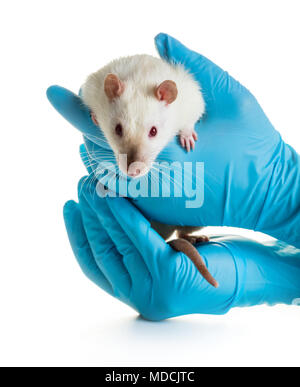 Mani in guanti medicali tenere un ratto su sfondo bianco Foto Stock