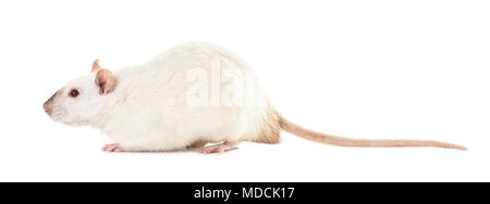 Ratto con occhi rossi close-up su un bianco sfondo isolato Foto Stock