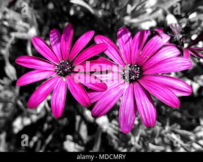 Margherite viola. Foto Stock