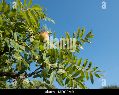 Sorbus domestica frutto su albero Foto Stock