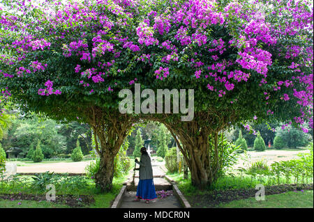 Donna spazza petali di fiori da sotto un bellissimo albero di bougainvillea in Victoria Park, Nuwara Eliya. Rosa/fiori viola telaio pittoresco parco scena Foto Stock