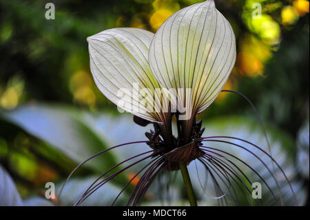 Bianco (batflower Tacca integrifolia), denominata anche "gatto baffi". Esotico fiore bianco con filo color porpora-come brattee con verde sfondo bokeh di fondo Foto Stock