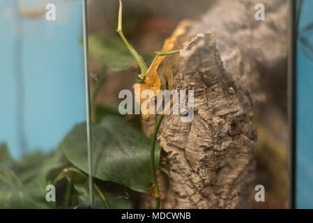 I capretti crestata o Gecko di ciglia in un vivario strisciando su un registro di sughero Foto Stock