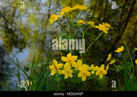 Boccola di fiori selvatici globo sullo sfondo riflessa nell'acqua della Foresta di primavera Foto Stock