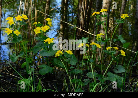 La fauna selvatica Globe fiori gialli sulla sponda del fiume Foto Stock