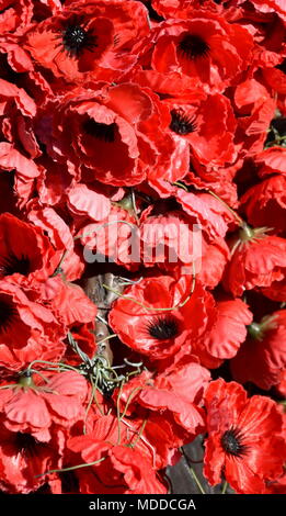 Plastica papaveri rossi. Il papavero rosso è diventata un simbolo della guerra ricordo (Anzac Day) in tutto il mondo. Foto Stock