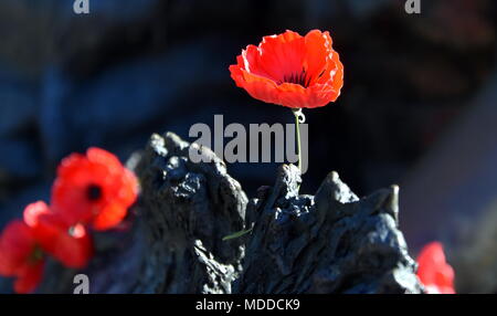 Papaveri su una roccia presso l'Australian War Memorial a Canberra. Il papavero rosso è diventata un simbolo della guerra ricordo (Anzac Day) in tutto il mondo. Foto Stock