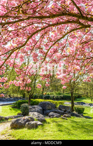 Un gruppo di rocce nel parco pubblico di Tremblay, nei sobborghi di Parigi, con i rami di una rigogliosa ciliegia giapponese albero in primo piano. Foto Stock