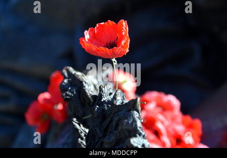 Papaveri su una roccia presso l'Australian War Memorial a Canberra. Il papavero rosso è diventata un simbolo della guerra ricordo (Anzac Day) in tutto il mondo. Foto Stock