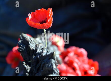Papaveri su una roccia presso l'Australian War Memorial a Canberra. Il papavero rosso è diventata un simbolo della guerra ricordo (Anzac Day) in tutto il mondo. Foto Stock