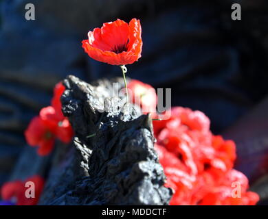 Papaveri su una roccia presso l'Australian War Memorial a Canberra. Il papavero rosso è diventata un simbolo della guerra ricordo (Anzac Day) in tutto il mondo. Foto Stock