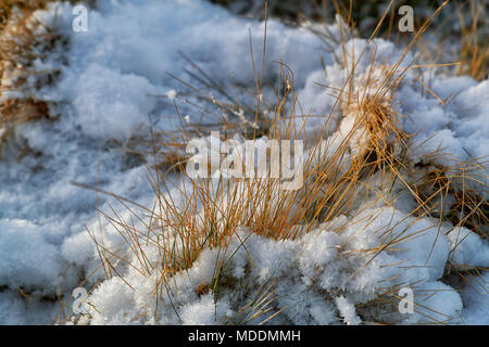 Erbe palustri coperte di neve in Nidderdale North Yorkshire Regno Unito Foto Stock