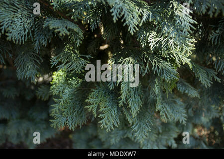 Close up di cedro bianco bush, quasi di colore grigio. In Svezia. Foto Stock