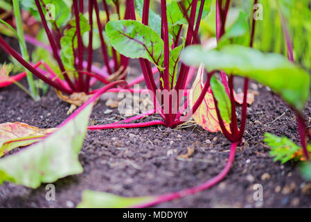 Giovani barbabietola cresce su un letto in cucina-giardino Foto Stock