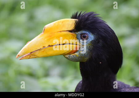 Un ritratto di una donna stropicciata Hornbill Foto Stock