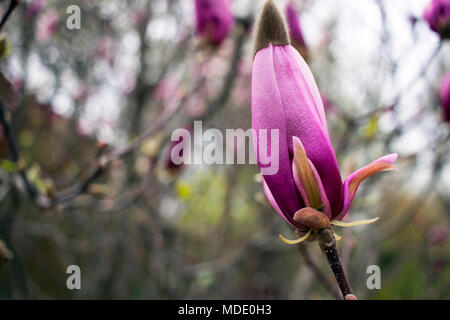 Un albero di fioritura di dolce e fragrante tulipani di magnolia. Foto Stock
