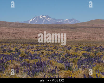 Fioritura di lupini dolci nel deserto di Atacama, vulcani in background, il deserto di Atacama, Cile, America del Sud. Foto Stock