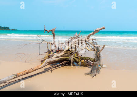 La ripida riva sabbiosa del mare nel pomeriggio. Estate, sole caldo. Caduto e alberi a secco da spiaggia. Foto Stock