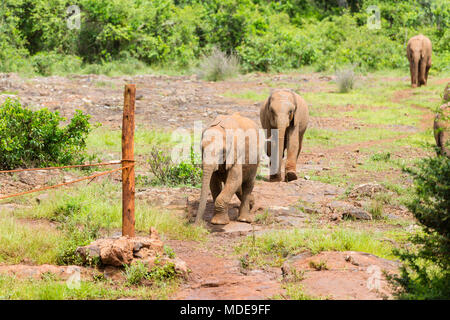 Baby elefanti a camminare in una fila nell'elefante orphange a Nairobi in Kenya. Foto Stock