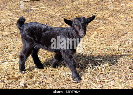 Nero capretto Foto Stock