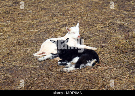 I ragazzi di appoggio di capra Foto Stock