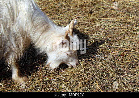 Capra che pasce Foto Stock