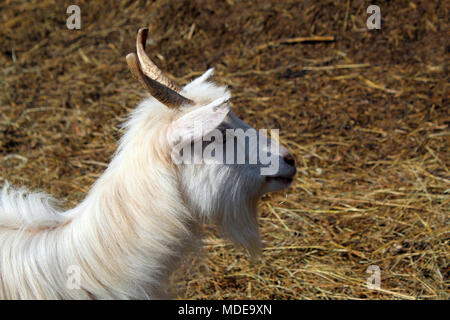 Testa della capra Foto Stock
