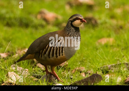 Pernice (Alectoris rufa) in piedi la terra. Fauna selvatica in spagnolo Foto Stock