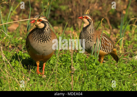 Pernice (Alectoris rufa) in piedi la terra. Fauna selvatica in spagnolo Foto Stock