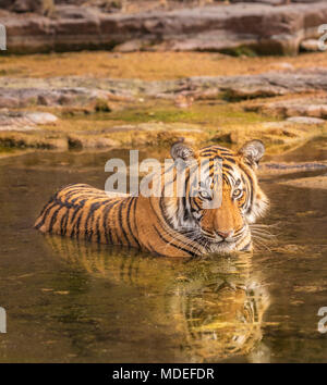 Magnifica emale tigre del Bengala (Panthera tigris) a riposo la balneazione in acqua per raffreddare in un Waterhole, il Parco nazionale di Ranthambore, Rajasthan, India settentrionale Foto Stock