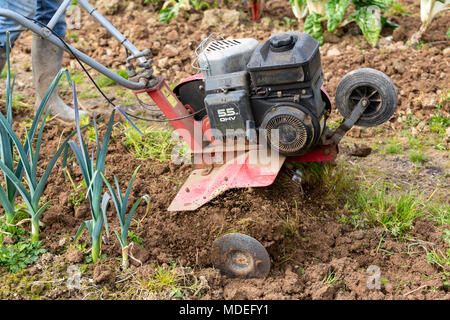 Senior agricoltore giardiniere lavora in giardino con rototiller , trattore del timone, cutivator, miiling macchina. Permacultura Foto Stock