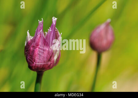 Close-up di erba cipollina bud apertura, fioritura, Allium schoenoprasum Foto Stock