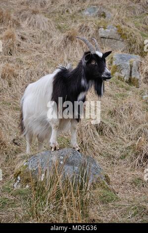 Capra selvatica di Galloway Forest Park, al Parco di capra tra New Galloway e Newton Stewart, Dumfries and Galloway, Scozia Foto Stock