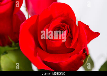 Aprire un fiore di un lungo di gambi di rosa rossa Foto Stock