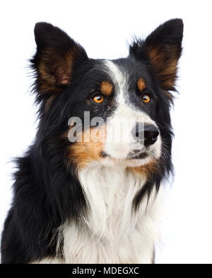 Ritratto di bella Border Collie su sfondo bianco Foto Stock