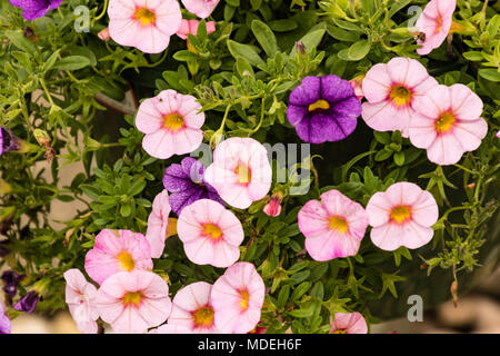 Una chiusura del cestello pensile di multi Calibrachoa colorati Foto Stock