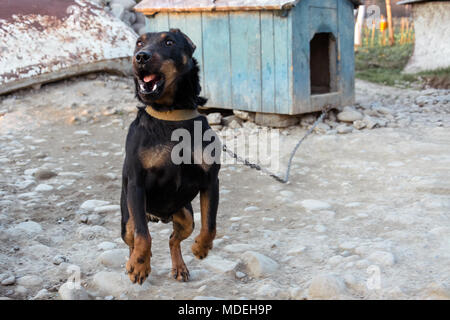 Doberman nero barking sulla catena che mostra i denti e la sua ira 2018 Foto Stock