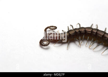 Testa rossa Centipede, Malaysia Foto Stock