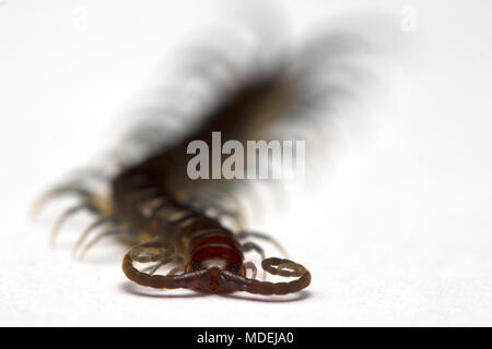 Testa rossa Centipede, Malaysia Foto Stock